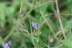 Lobelia alsinoides